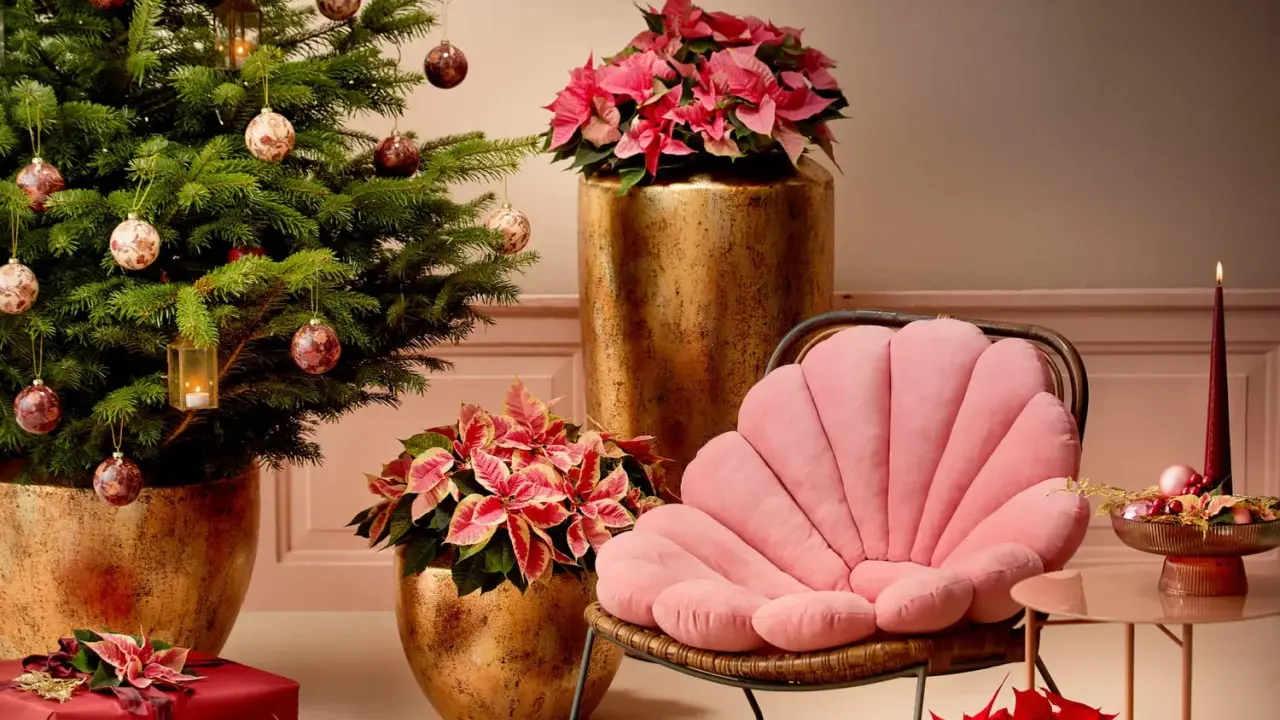 Un sapin décoré, des poinsettias roses et rouges, des cadeaux emballés, et un fauteuil rose créent une ambiance chaleureuse de rose de noël intérieur.