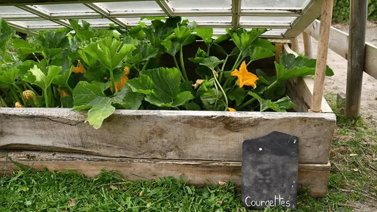 Une serre faite maison pour faire pousser des courgettes, avec un couvercle en verre et des murs en bois recyclé.