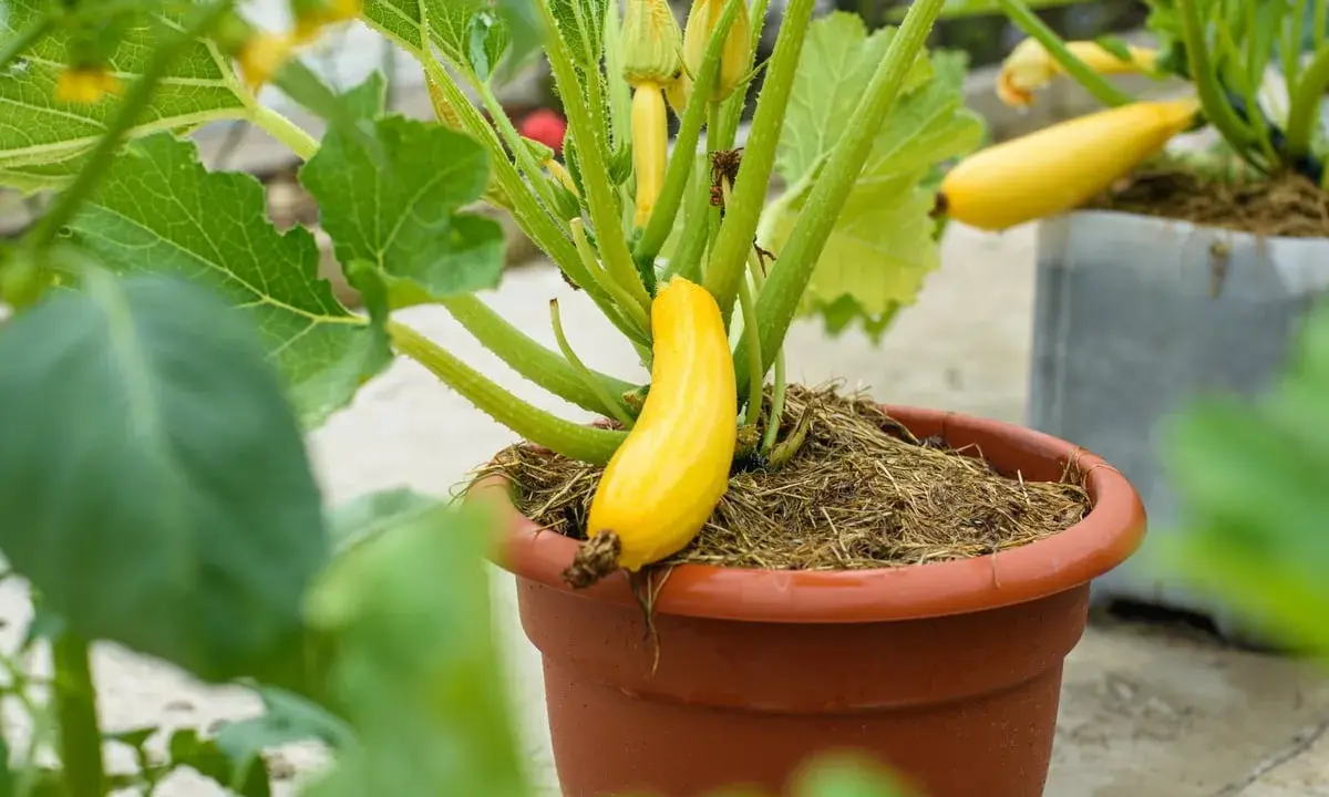 Une courgette jaune, encore petite, pousse fièrement dans sa courgette en pot. Les feuilles vertes luxuriantes entourent ce légume prometteur.