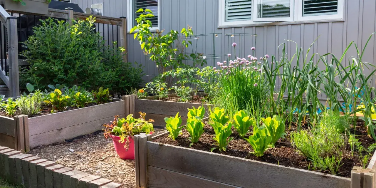 Un potager en carrés avec laitues, ciboulette en fleur, ail et autres herbes. Idéal pour savoir que planter à côté des oignons.