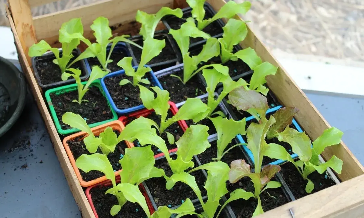 Jeunes plants de laitue dans des godets colorés, prêts à être repiqués. Le terreau pour semis est bien visible, promettant une belle croissance.