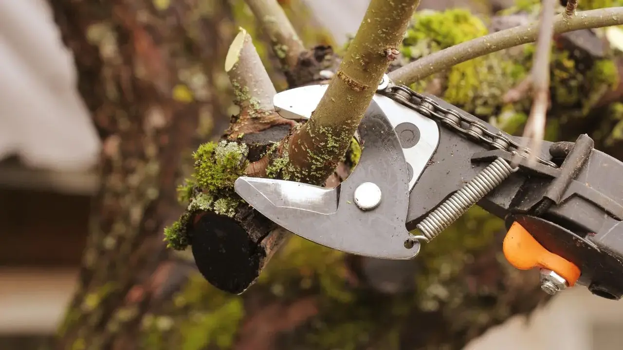 Sécateur en action pour la taille d'un arbre fruitier. La branche coupée est visible, recouverte de mousse.