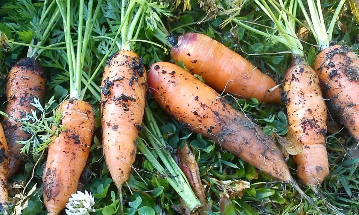 Carottes fraîchement récoltées, encore terreuses, prêtes à être replantées. Le moment idéal pour savoir quand semer les carottes est arrivé.