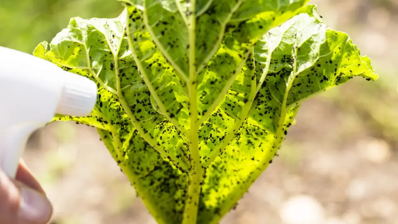 Pulvérisation de savon noir sur une feuille de rhubarbe infestée de pucerons noirs.