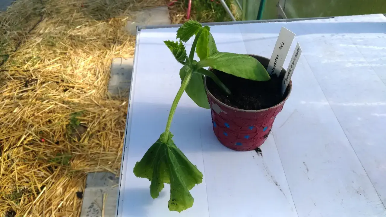 Jeune plant de courgette dans un pot, attendant la fin des saints de glace pour être planté dehors.