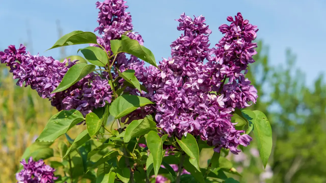 Grappes de lilas violettes épanouies sous un ciel bleu. Le printemps est idéal pour savoir quand planter un lilas.