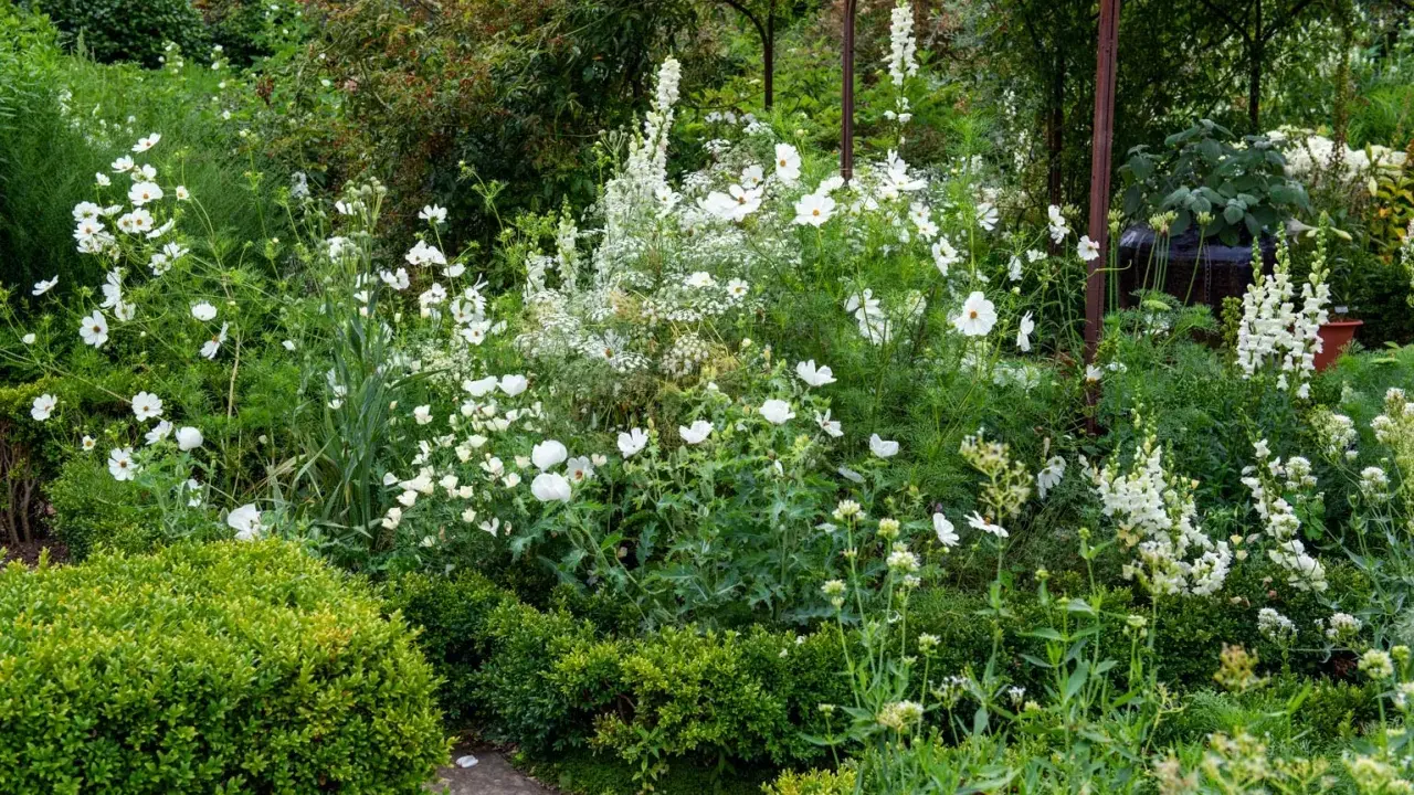 Un jardin luxuriant avec une profusion de **plantes à fleurs blanches**, des cosmos délicats et des digitales élancées, créant un paysage onirique.