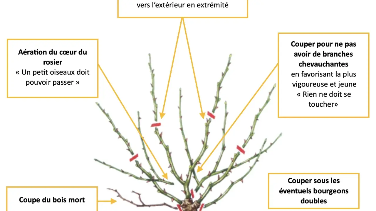 Guide pour savoir quand tailler les rosiers : aérer le cœur, couper le bois mort, éviter les branches qui se touchent, et choisir les bons bourgeons.