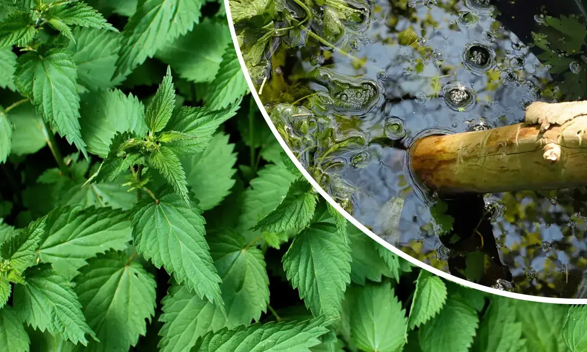 Orties vertes luxuriantes à gauche, et à droite, un bâton en bois flotte dans un liquide trouble, signe que le purin d'ortie dangereux est en préparation.