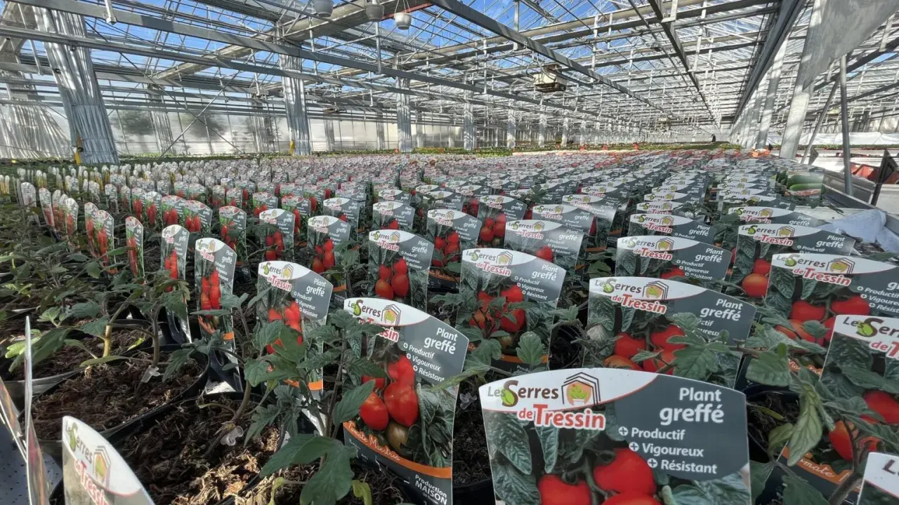 Des rangées de plants de tomates greffés dans une serre, prêts à être vendus.