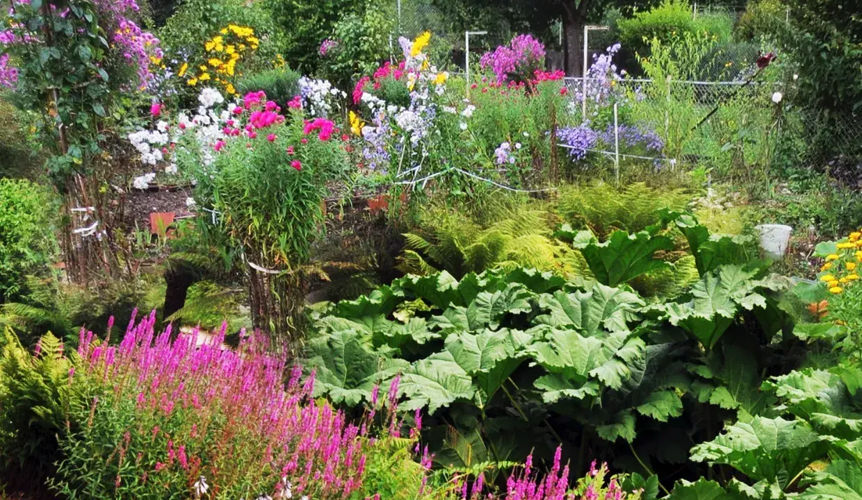 Un jardin luxuriant avec des fleurs à planter en ce moment : asters roses, digitales pourpres, fougères et grandes feuilles vertes.