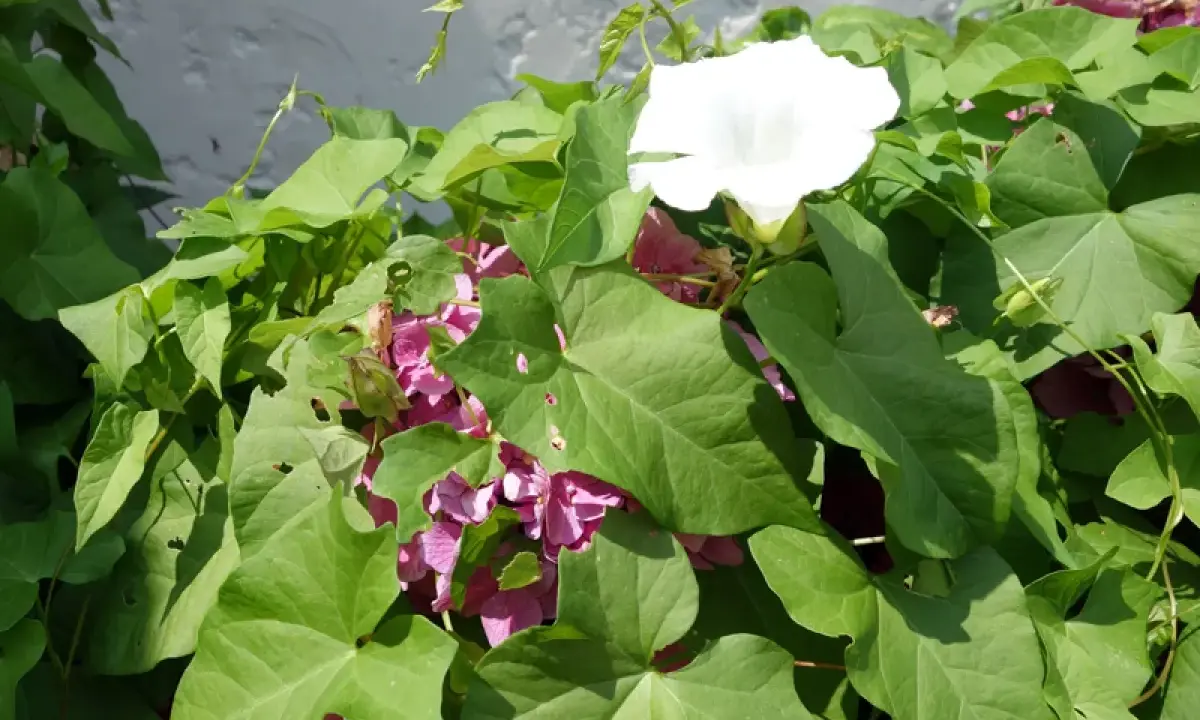 Liseron blanc et rose envahissant. Comment se débarrasser du liseron ? Il faut agir vite avant qu'il ne prenne toute la place.