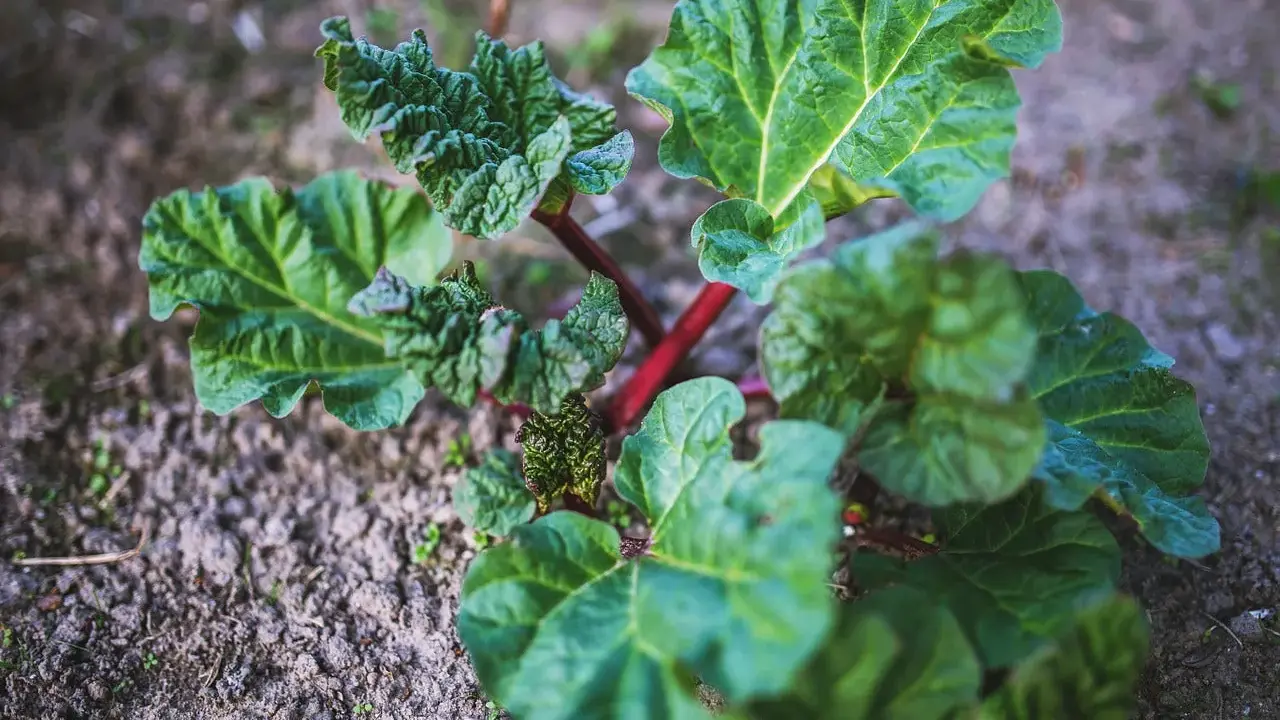 Jeune plant de rhubarbe aux feuilles vertes et nervurées, tiges rouges. Un purin de rhubarbe prêt à être utilisé pour le jardin.