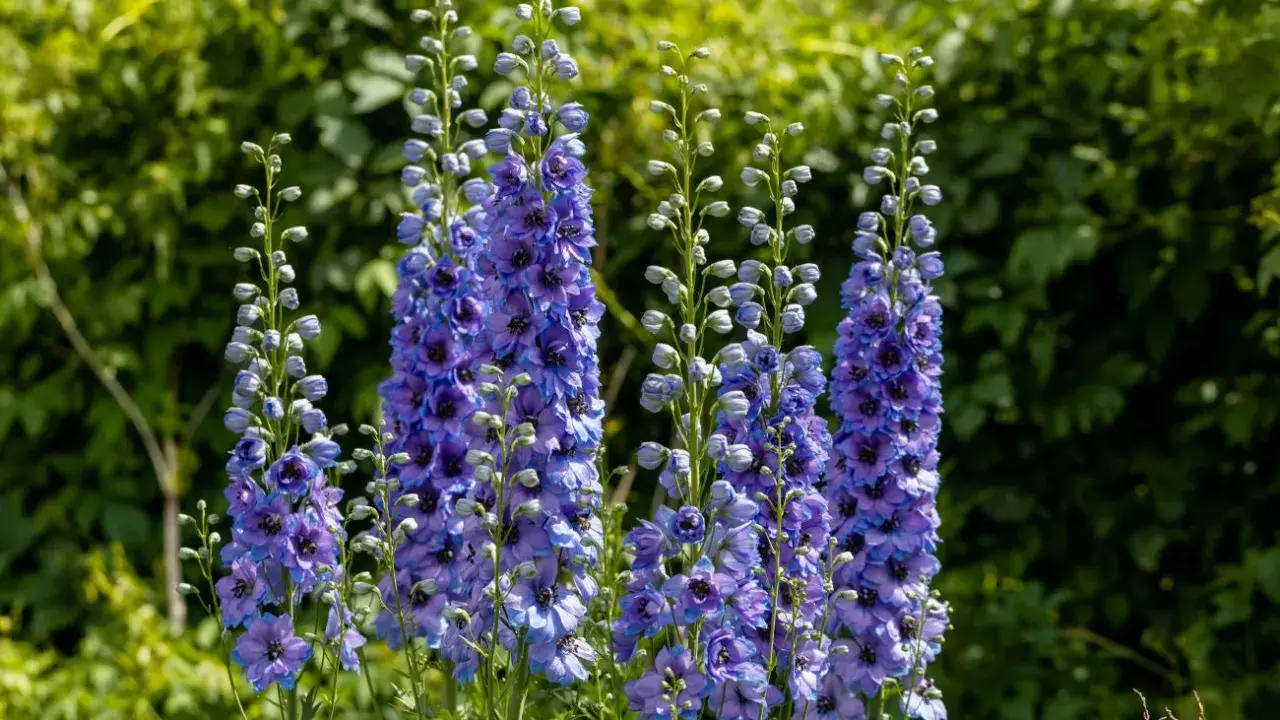 Plusieurs hampes de fleurs bleues et violettes, des pieds d'alouette, se dressent fièrement sur fond de verdure luxuriante.