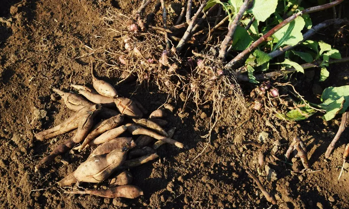 Racines de poire de terre fraîchement récoltées, encore couvertes de terre, avec des tiges vertes et des feuilles.