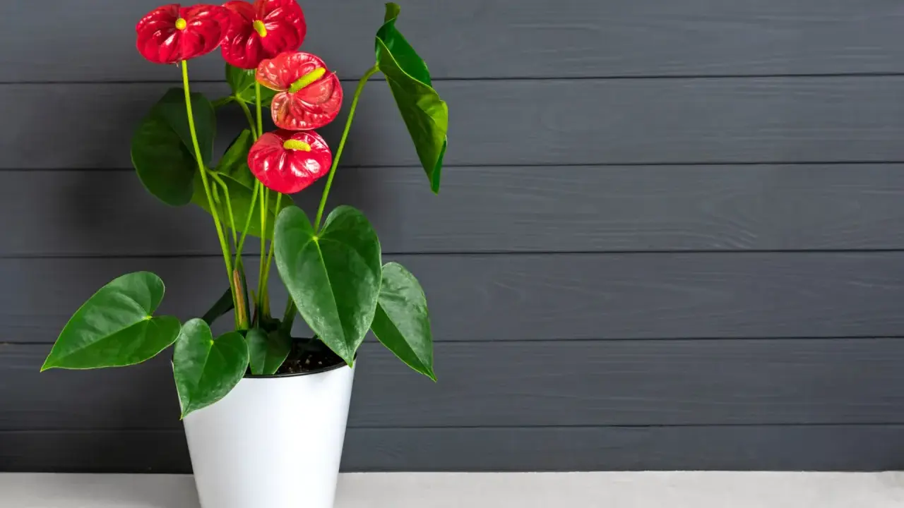 Un magnifique arum rouge égaie la maison, ses fleurs éclatantes contrastant avec le fond sombre en bois.