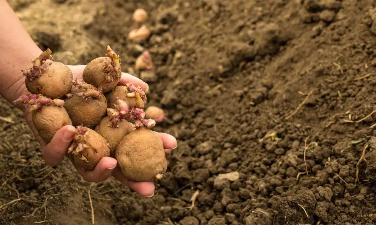 Main d'une personne tenant des pommes de terre germées, prêtes à être plantées. La question est : a quelle profondeur planter les pommes de terre pour une bonne récolte.