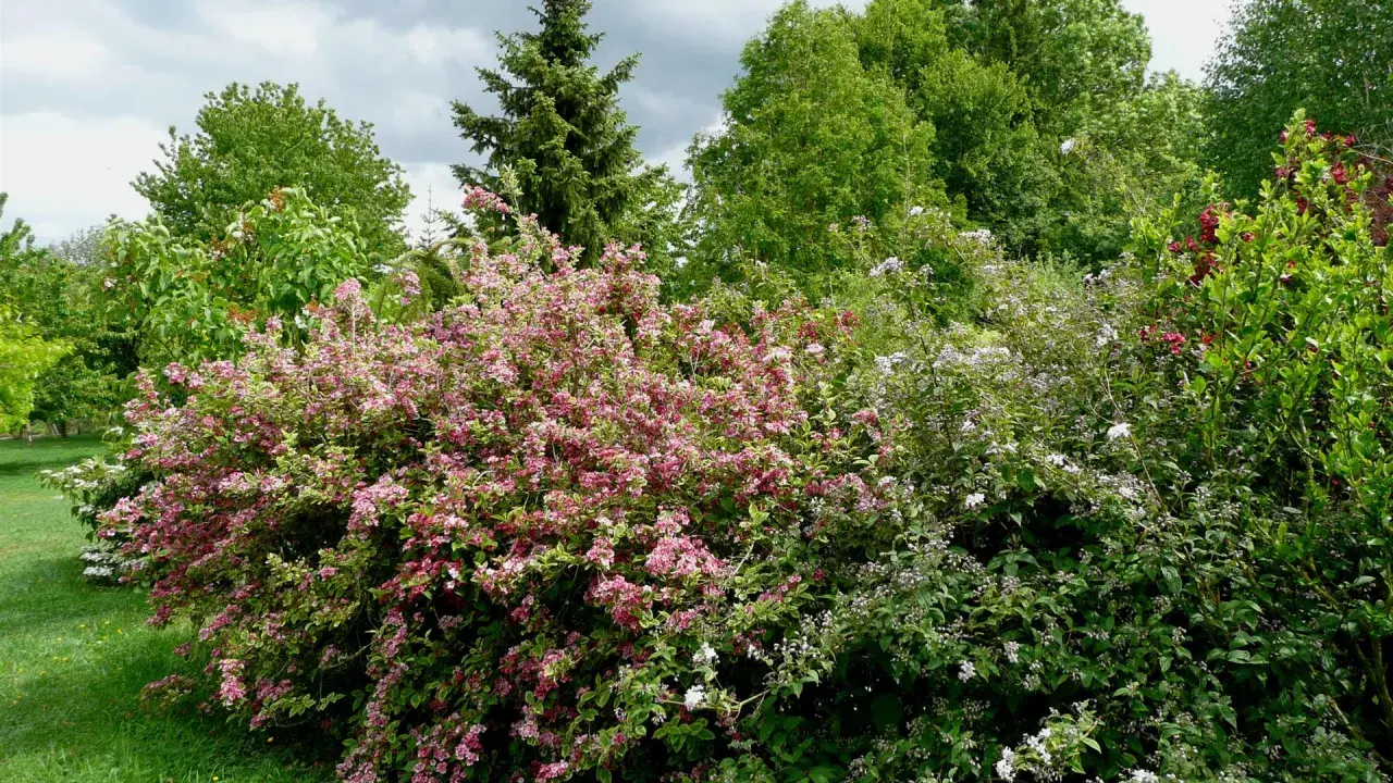 Un jardin luxuriant avec un arbuste rose et blanc, idéal pour savoir avec quoi associer oranger du mexique. Des arbres verts et un ciel nuageux complètent le paysage.