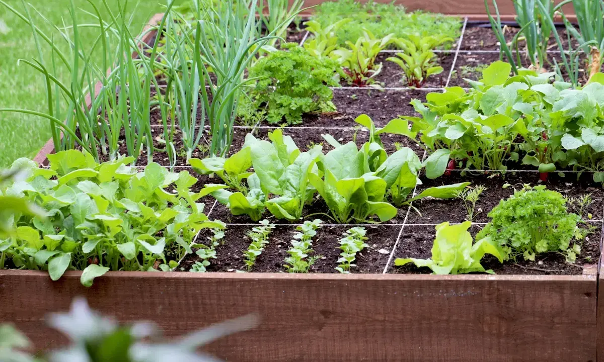 Un carré potager bien organisé, idéal pour fabriquer son propre potager. On y voit des oignons, des épinards, des radis et du persil.