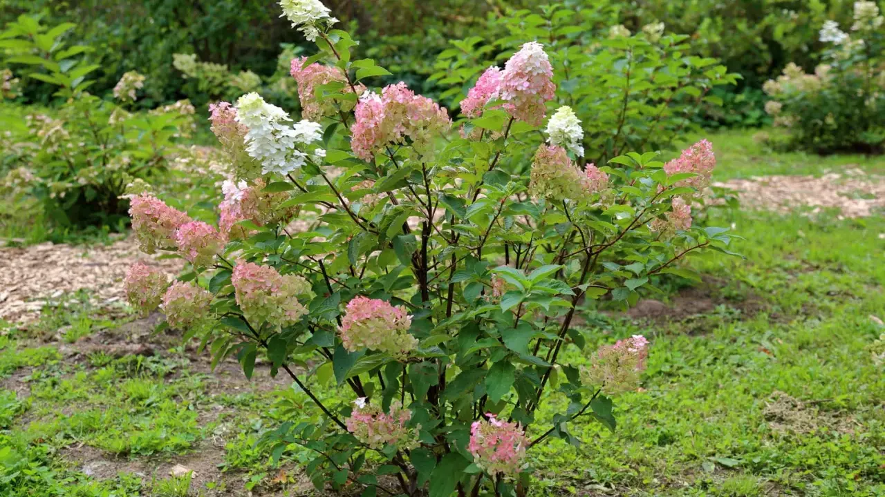 Un hydrangea paniculata aux grappes de fleurs blanches et roses, en pleine floraison. Sa taille est parfaite pour un jardin.