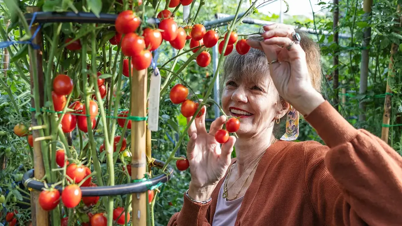 Une femme souriante cueille des tomates cerises sur un plant bien garni.