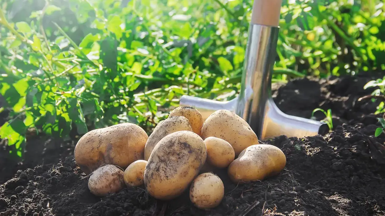Un tas de pommes de terre fraîchement récoltées sur un sol sombre, avec une pelle à proximité. Un schéma de plantation de pommes de terre en cours.