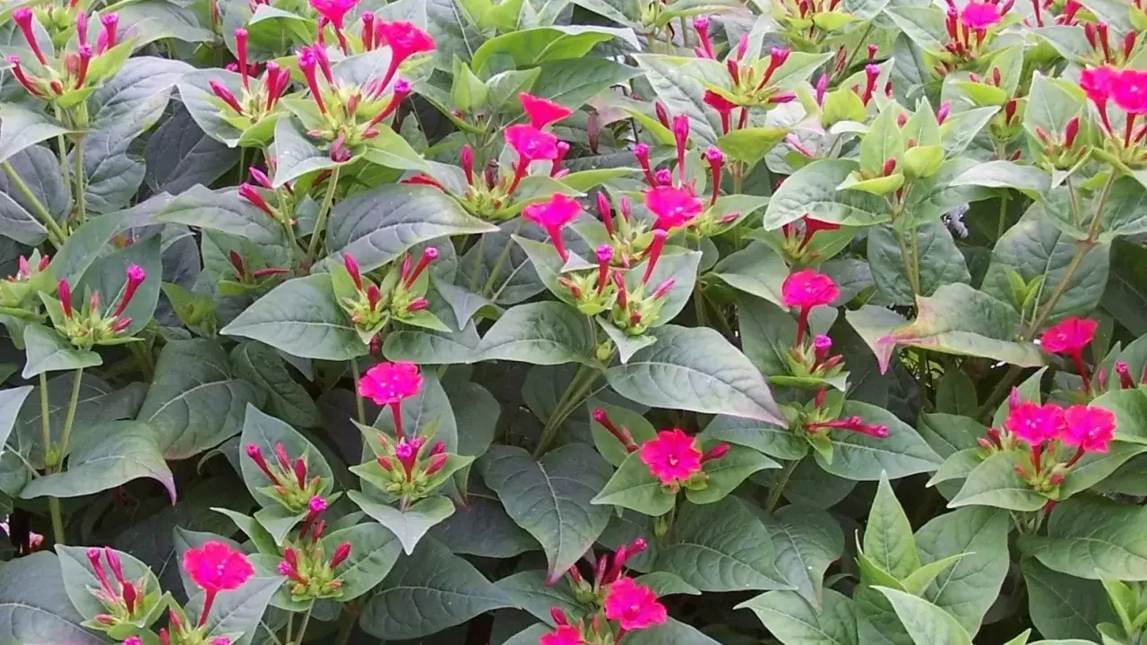 Plante vivace aux fleurs roses éclatantes, elle fleurit de mai à octobre, offrant un spectacle coloré.