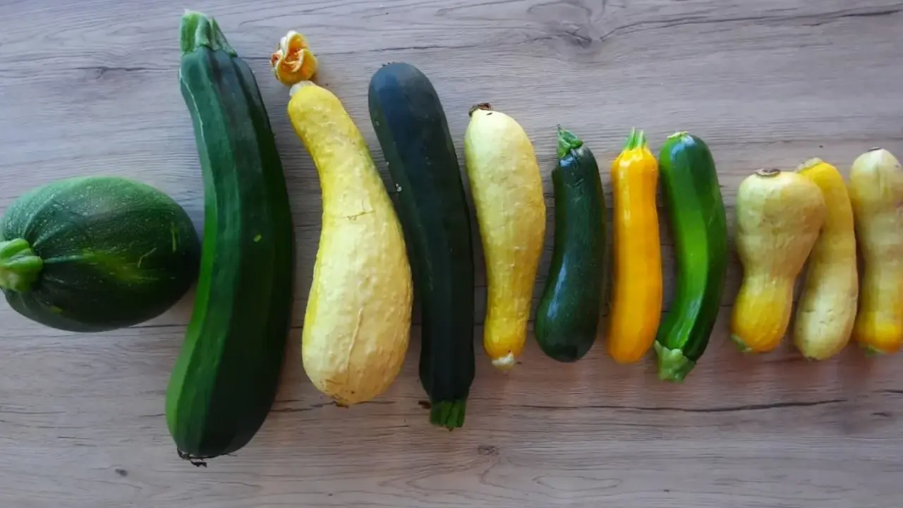 Belle association de courgettes de différentes formes et couleurs, une récolte variée de ce légume du potager.