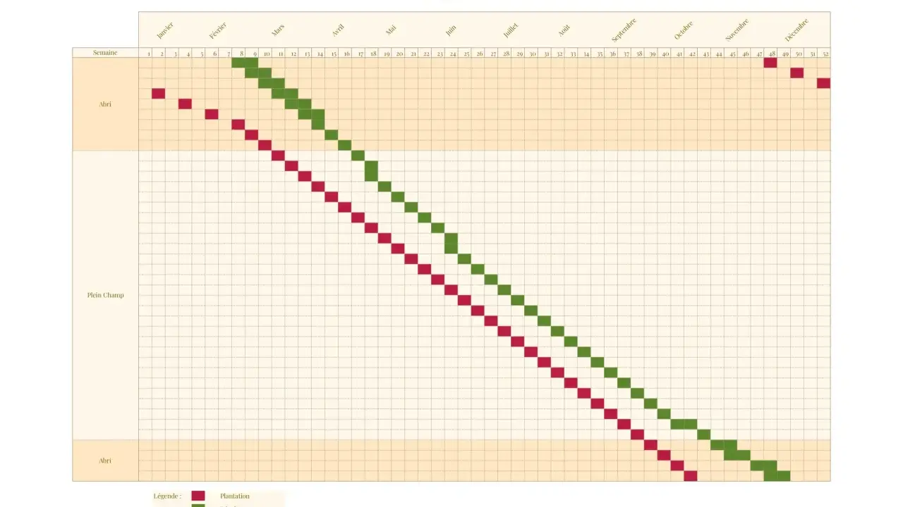 Calendrier de culture des radis : quand semer en abri ou en plein champ pour une récolte continue.