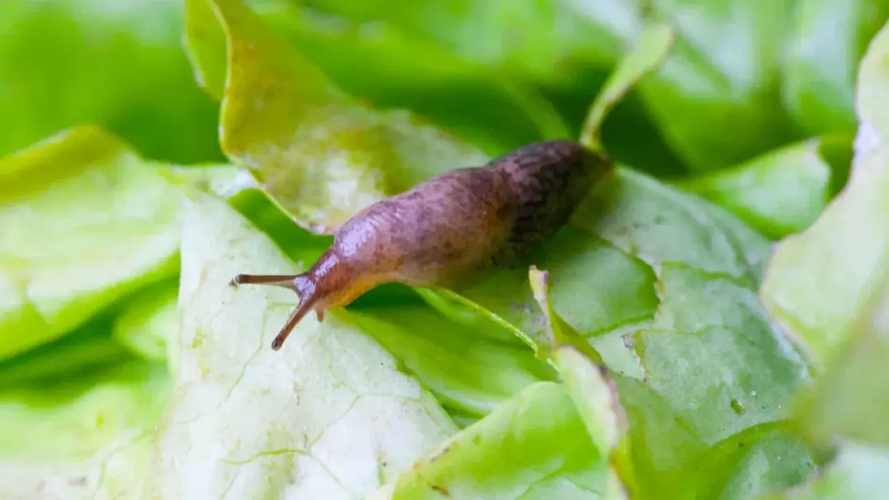 Un limace sur une feuille de salade verte. Une image qui rappelle l'importance d'un **anti limace naturel** pour protéger vos cultures.