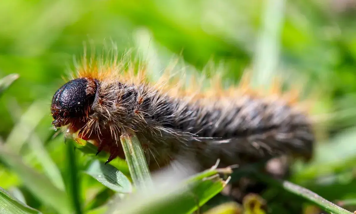 Chenille poilue sur l'herbe. Apprenez comment tuer les chenilles processionnaires pour protéger vos arbres.