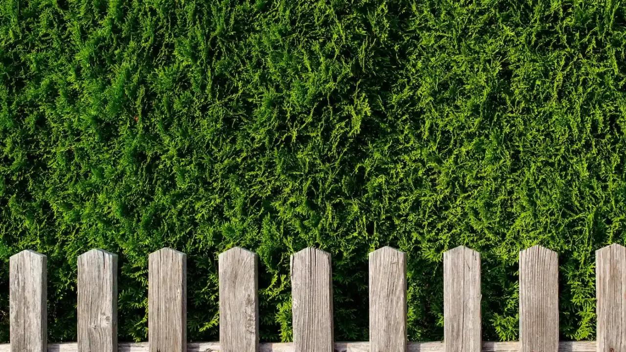 Une clôture en bois remplace une haie de thuyas, offrant une nouvelle délimitation visuelle.