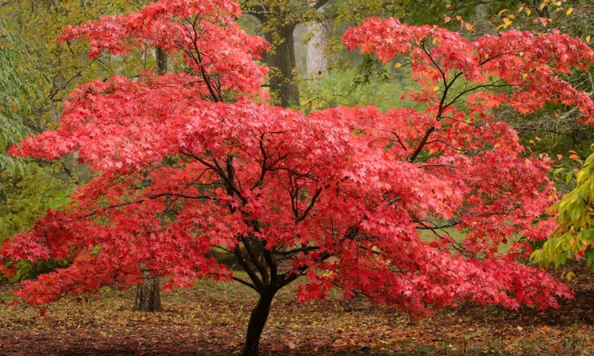 Un magnifique érable du Japon aux feuilles rouge vif, baignant dans la lumière automnale.