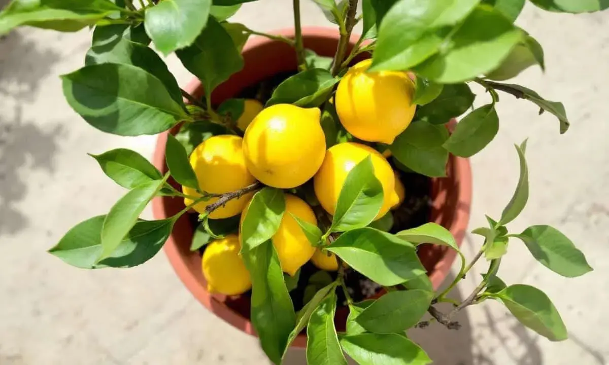 Un citronnier en pot, prêt à tailler, porte plusieurs citrons jaunes mûrs et des feuilles vertes luxuriantes.