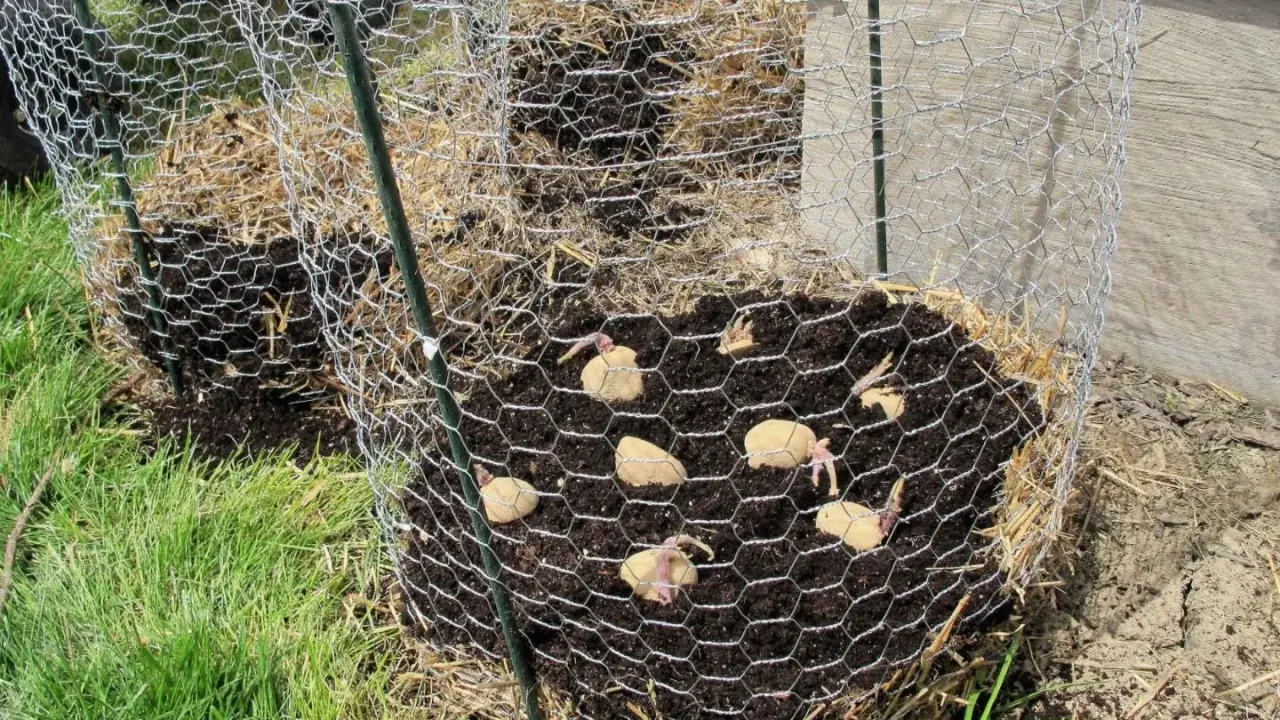 Une tour à pomme de terre en construction, avec des tubercules plantés dans la terre et entourés de paille, protégée par un grillage.