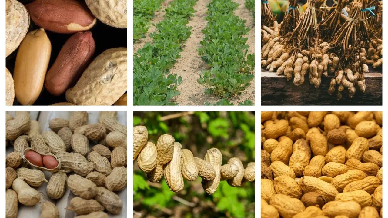 Des champs de cacahuètes, des arachides en gousses et décortiquées. Voici où pousse les cacahuètes, de la terre à l'assiette.