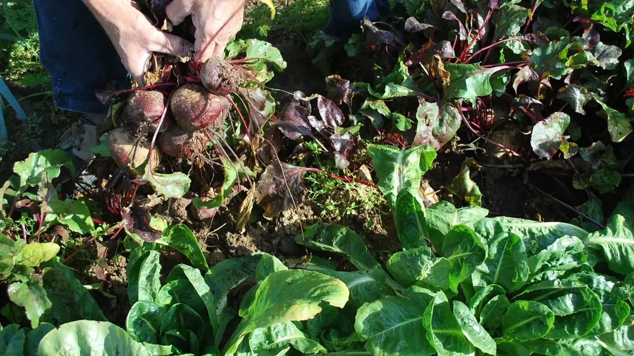 Des mains récoltent des betteraves rouges dans un potager. Le moment idéal pour savoir quand semer les betteraves rouges est maintenant, avant que le sol ne gèle.