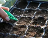 Semis de tomates avec la lune : une main utilise une pince pour placer délicatement une graine dans un terreau, préparant le cycle de vie des futures plantes.