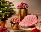 Un sapin décoré, des poinsettias roses et rouges, des cadeaux emballés, et un fauteuil rose créent une ambiance chaleureuse de rose de noël intérieur.