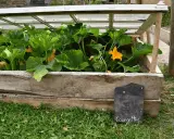 Une serre faite maison pour faire pousser des courgettes, avec un couvercle en verre et des murs en bois recyclé.