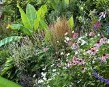 Un jardin luxuriant avec de grandes feuilles vertes rappelant une plante exotique extérieur, mêlées à des fleurs roses, blanches et violettes.