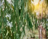 Feuilles d'eucalyptus tombantes, baignées de soleil. L'image évoque le plaisir de planter un eucalyptus dans un jardin paisible.