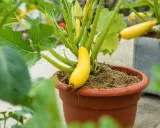 Une courgette jaune, encore petite, pousse fièrement dans sa courgette en pot. Les feuilles vertes luxuriantes entourent ce légume prometteur.