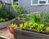Un potager en carrés avec laitues, ciboulette en fleur, ail et autres herbes. Idéal pour savoir que planter à côté des oignons.