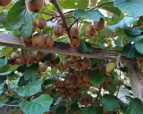 Des kiwis mûrs pendent en grappes sous une pergola en bois. La distance entre kiwi mâle et femelle est difficile à déterminer, mais la nature est généreuse.