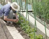 Un jardinier en chapeau de paille plante des graines de haricot à rames, soutenues par une structure verte.