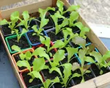 Jeunes plants de laitue dans des godets colorés, prêts à être repiqués. Le terreau pour semis est bien visible, promettant une belle croissance.