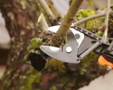 Sécateur en action pour la taille d'un arbre fruitier. La branche coupée est visible, recouverte de mousse.