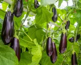 Aubergines sombres et brillantes pendent sur leurs tiges vertes. La distance de plantation permet à chaque fruit de mûrir pleinement.