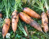 Carottes fraîchement récoltées, encore terreuses, prêtes à être replantées. Le moment idéal pour savoir quand semer les carottes est arrivé.